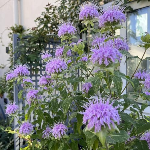 semillas de melisa - jardín ortiga india decoración de jardín mariposas extraño semillas rocas primavera silvestres 650pcs