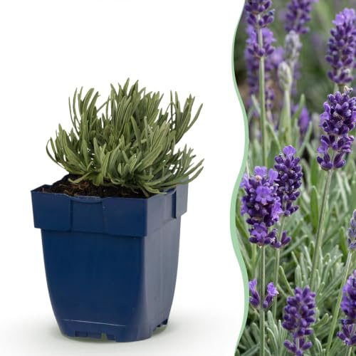 Lavandula ang. Munstead – Lavendel – Doftande – Lila – 12 plantor - 15-25cm - Ø11cm - Trädgårdsväxt