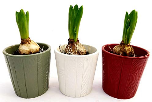 POWERS TO FLOWERS - SET 3 BULBI GIACINTO PROFUMATO ROSA, BIANCO E BLU, IN VASO CERAMICA, piante vere