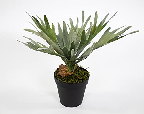 Seidenblumen Roß Geweihfarn 32x36cm im Topf GA Kunstpflanzen künstlicher Farn Pflanzen Platycerium