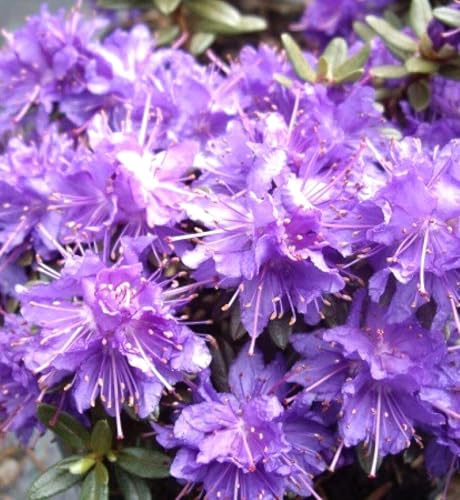 Japanische Azalee Rhododendron impeditum 'Azurika' 20-25 cm blau - violett