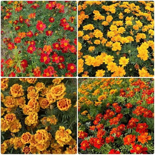 Semi di tagete biologici, Tagete patula, selvatici, giardino di balcone rari 300pcs