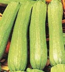 ZUCCHINO GENOVESE NR.35 SEMI