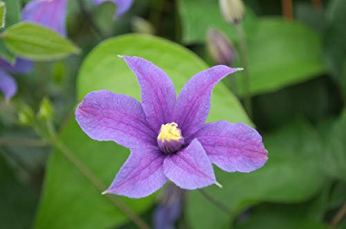 Clématite integrifolia Arabella