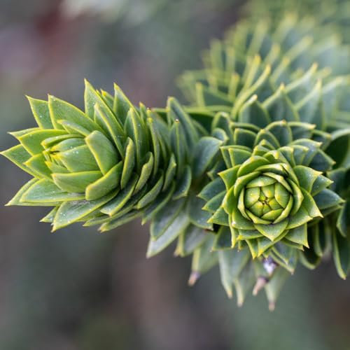 Araucaria araucana chilenische Schmucktanne unverzweigt