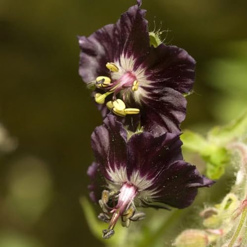 semillas de geranio, silvestres perennes resistentes comprar geranio jardín cobertura del suelo resistentes para jardín balcón 100pcs