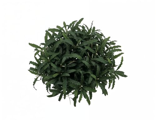 NatureHolic Bucephalandra Mini Catherine – utomhusväxter vattenväxter för akvarium – långsamväxande akvarieväxt – bildar kudde ca. 5 cm