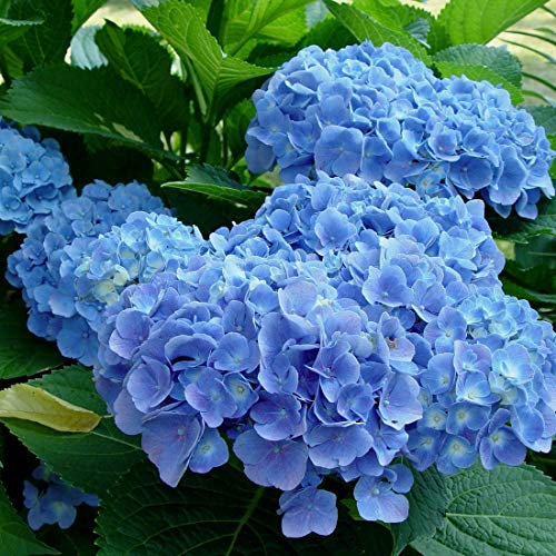 Bauernhortensie 'Blauer Prinz' - Hydrangea Macrophylla 'Blauer Prinz' - 25-30 cm Topf - Blaue Blüten, kompakte Form