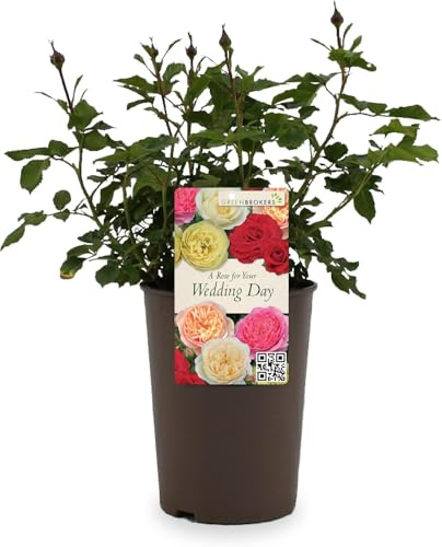 Beautiful White Gift Rose -  For Your Wedding Day - Gift Wrap Included | Modern Garden Hybrid Bush Rose - 3L Potted Floral Flowers