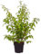 Deutzia, Magnifica, Tourbillon Rouge, fiori rossi, arbusto ornamentale, fioritura primaverile, facile da pulire, resistente all'inverno, pianta da giardino decorativa