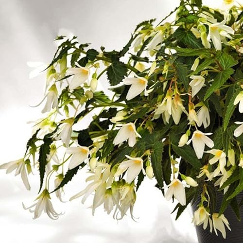Begonie boliviensis Santa Barbara | 3 Stück | Knolle | Topfpflanze | Geeignet für Kübel | Weiß | 100% Blütegarantie | QFB Gardening