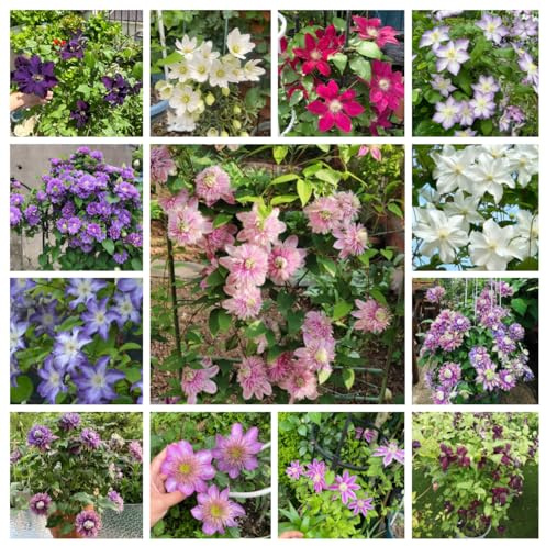 bulbos de clemátide - resistentes para exteriores de jardín de rocas 6pcs