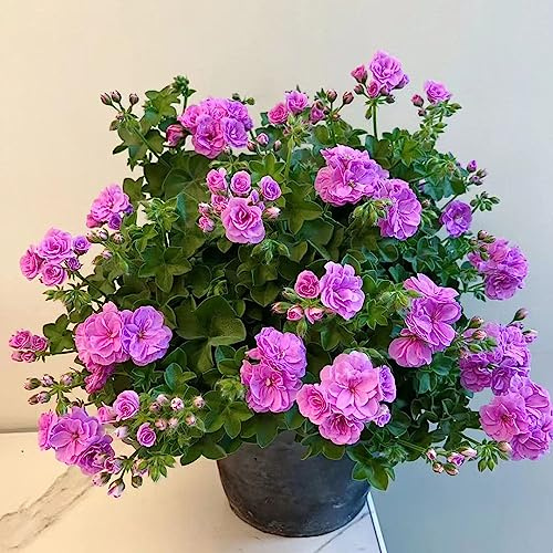 gerani d'appartamento rare pelargonio da balcone recisi Decorazioni autunnali per un giardino resistente resistenti in vaso da esterno rampicanti, giardino 450semi
