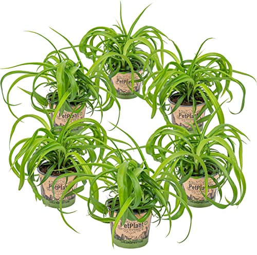 Bloomique - Lot de 6 - Chlorophytum 'Green Bonnie' - Plante araignée - Dépolluante - Sans danger - 20-30 cm de Haut - Pot 12 cm