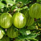 Plant Theory Gooseberry Hinnonmaki Yellow Fruit Bush Ribes 3L Pot