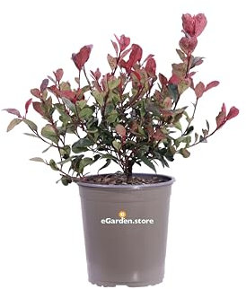 Pianta di Photinia X Fraseri Little Fenna Pianta di Fotinia nana e compatta pianta da esterno pianta ornamentale pianta da siepe bassa pianta vera di Fotinia venduta da eGarden.store