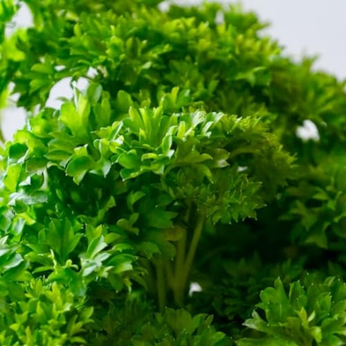 Parsley Triple Curled 500 Seeds