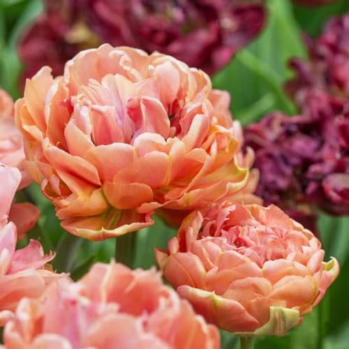 2 pcs tulpenzwiebeln winterhart mehrjährig - ausgefallene geschenke blumendeko tulpen zwiebeln,tulpenzwiebel,Tulipa gesneriana, flower winterlinge zwiebeln winterhart mehrjährig zimmerpflanze