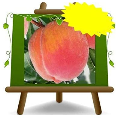 EURO PLANTS VIVAI Pesco Pesche a Polpa Gialla Tardivo di San Gregorio Pianta da Frutto su Vaso ø 24/26 cm - Altezza 170~200 cm - Età 4 Anni