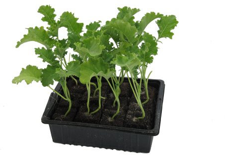 Grünkohlpflanzen im 10er Pack, Grünkohlpflanzen, Grünkohl kaufen, Gemüsepflanzen,Brassica oleracea v