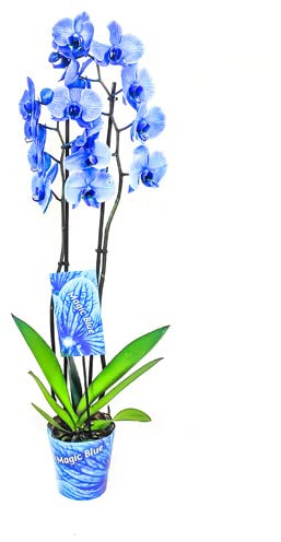 Flor Natural Color Azul Orquídea Phalaenopsis Planta de Interior Orquídea Flores Azules