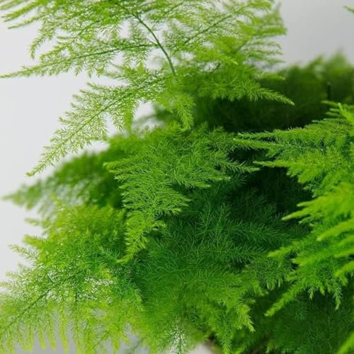 Carbeth Plants Asparagus Fern - Asparagus Plumosus Plant in 7cm Pot