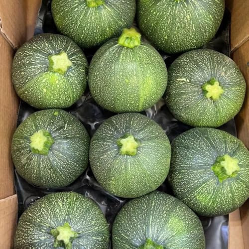 semillas de calabacín resistentes de calabacín trepadora, orgánicas camas elevadas para jardín de jardín 60pcs