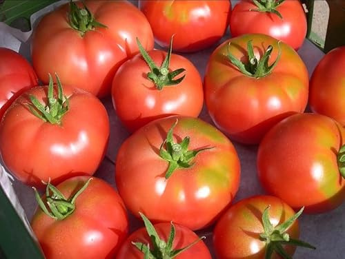 150 Semi Pomodori Varietà Sorrento, pomodoro da Orto per Insalate, sementi Coltivazione Orto Vaso Balcone