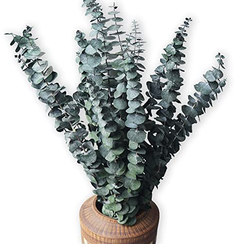 Eucalyptus for Shower 10 Pcs Hanging Dried Eucalyptu Stems 17 Real Eucalyptus Bundle 100% Made from Fresh Eucalyptu Wedding Decor Home Decor Farmhouse Room Decor DIY Artificial Plants Flowers