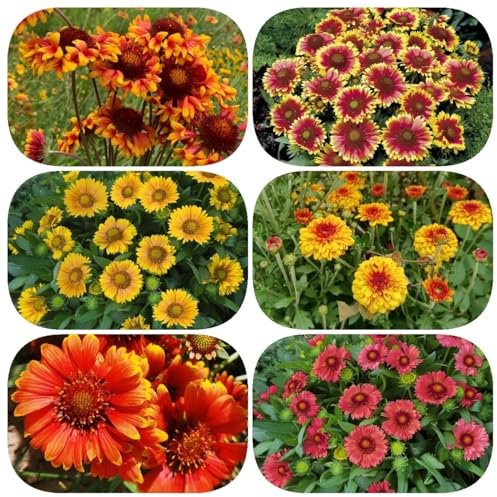 300 Pcs Sonnenauge Pflanze Im Topf Samen - Seltene Pflanzen, Wohnzimmer Deko (Heliopsis Helianthoides) Blumenwiese Samen, Steingartenpflanzen Winterhart Blumensamen Mehrjährig Winterhart,