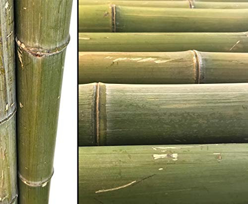 1 canna di bambù da 180 cm, verde naturale, non trattata con spessore XL diametro da 8 a 9 cm