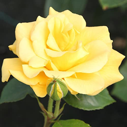 Rose Plant 'Precious Gold' Repeat-Flowering Floribunda Rose Golden Wedding Scented Yellow Blooms Hardy Shrub Easy to Grow Your Own Garden Flowers 1x Bare Root by Thompson and Morgan