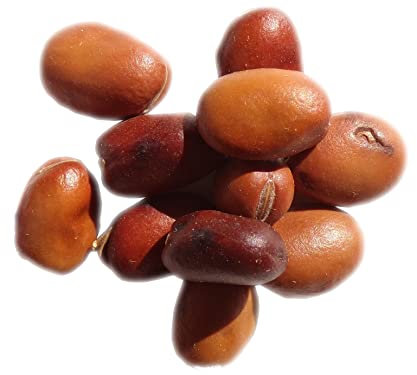 Féverole de Printemps Nakka NT - 250 grammes - Vicia Faba L. - Bean - (Engrais Vert) - SEM27