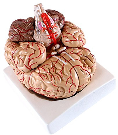 Cranstein A-414 Gehirn-Modell mit Arterien, 9-teilig