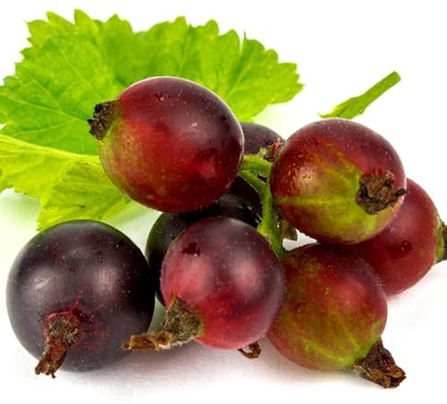 5-10 Tall Gooseberry Bush Live Plant, Gooseberry Plant Live for Growing, Gooseberry Tree Live Plant (Jeanne Gooseberry)
