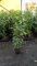 Portugiesische Lorbeerkirsche Prunus laurocerasus Angustifolia T.B. 1,3 L 40-50 cm 25 Stück