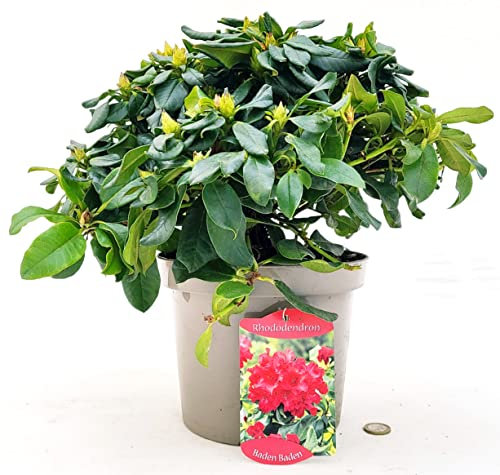 POWERS TO FLOWERS - RODODENDRO ROSSO BADEN BADEN, RHODODENDRON, IN VASO 24CM DIAMETRO, pianta vera