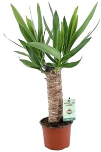Yucca de 2 Troncos Planta Natural con Cuidados Mínimos para un Ambiente Relajante