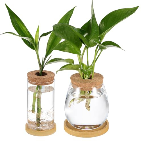 Abaodam Lot de 2 Vases Hydroponiques en Verre Borosilicaté 6,5x12 Cm avec Couvercle en Liège, Plateau en Bambou, Pots pour Plantes D’intérieur et Terrariums Décoratifs