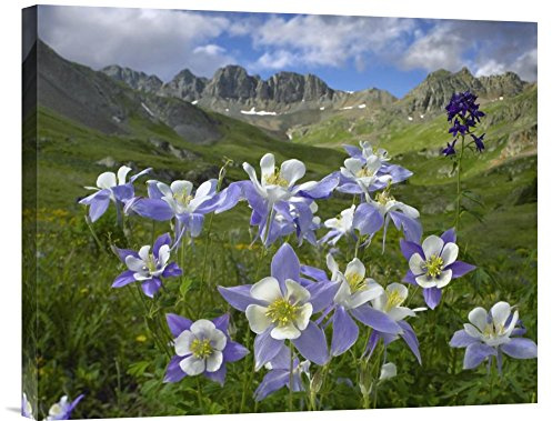 Global Gallery Budget GCS-396507-2024-142 Tim Fitzharris Blue Columbine Meadow at American Basin Colorado Gallery Wrap Giclee on Canvas Print Wall Art