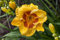 Hemerocallis x cult. 'Fooled Me' ca. 11x11 cm Topf - Taglilie, gelbe Blüten mit rotem Auge, Blütezeit Juni-August, ideal für Rabatten, pflegeleicht und winterhart