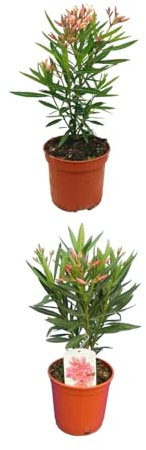 Dos Adelfa - Oleandro Rosa Natural en Maceta - Planta Arbustiva de Crecimiento Rápido