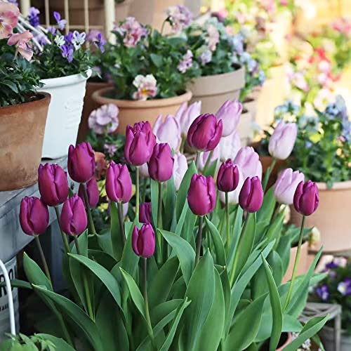 9 Stück tulpenzwiebeln winterhart mehrjährig lila tulpen zwiebeln - Hydroponik Seltene Pflanzen serie - blumenzwiebeln winterhart geschenk für pflanzenliebhaber gartenpflanzen pflanzendeko