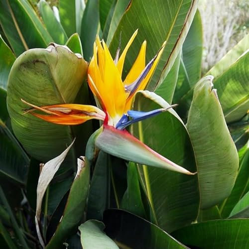 Carbeth Plants Bird of Paradise Plant - Strelitzia in 9cm Pot