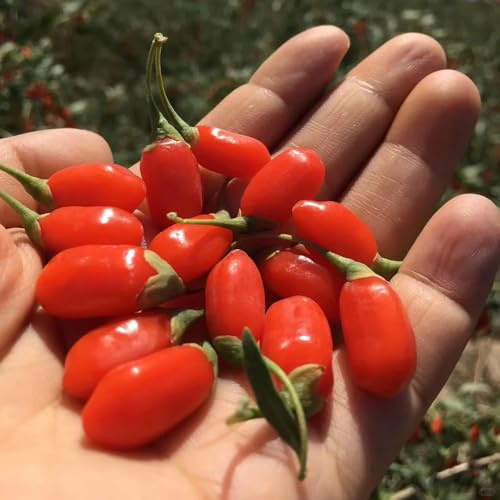20 piezas Semillas de bayas de Goji, semillas de baya de goji, fruta fresca, decoración salón, balcón cama de hierbas Lycium chinense, baya de goji, Plantas exóticas, plantas en maceta