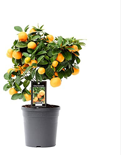 Planta de Naranjo Miniatura Calamondina Citrofortunella Microcarpa Calamondin Calamansí
