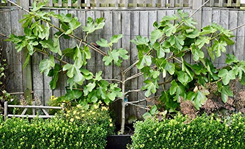 Fig Seeds for Planting | 30+ Seeds |Brown Turkey