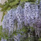 China Wisteria Amethyst 2L Pflanze für Anfänger und professionelle Gärtner - Ideal für Kleingarten, Garten - Schöne Pflanze mit ungewöhnlichen Blüten - Genießen Sie jeden Tag ihre Farben
