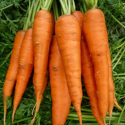 PREMIER SEEDS DIRECT- Organic Autumn King 2 Carrot Seeds, Approx 3600 Seeds