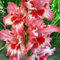 Gladioli bulbi,gladiolo pianta,gladioli fiori,bulbo resistente al freddo,gladiolo in vaso,altamente ornamentale,bello e sano,profumato,bulbi di gladioli.-15bulbi-A
